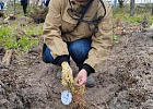 В Томской области сотрудники Аграрного центра приняли участие в международной акции «Сад Памяти»